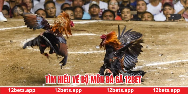 Tìm hiểu về bộ môn đá gà 12BET